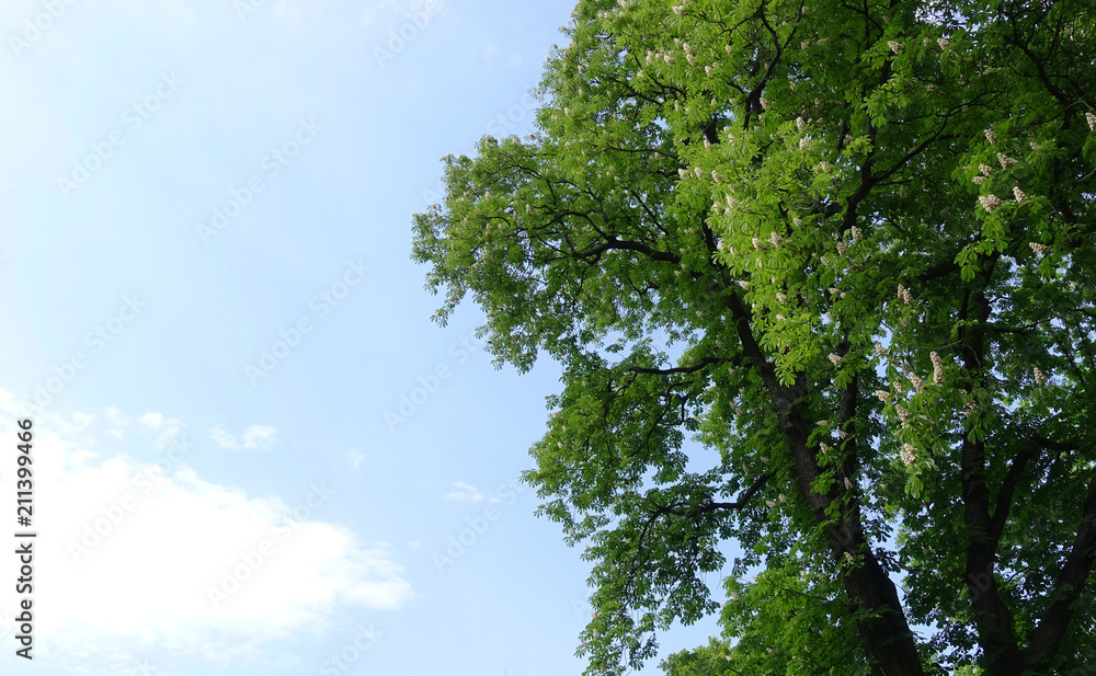High tree blooming chestnut against the sky High tree blooming chestnut against the sky