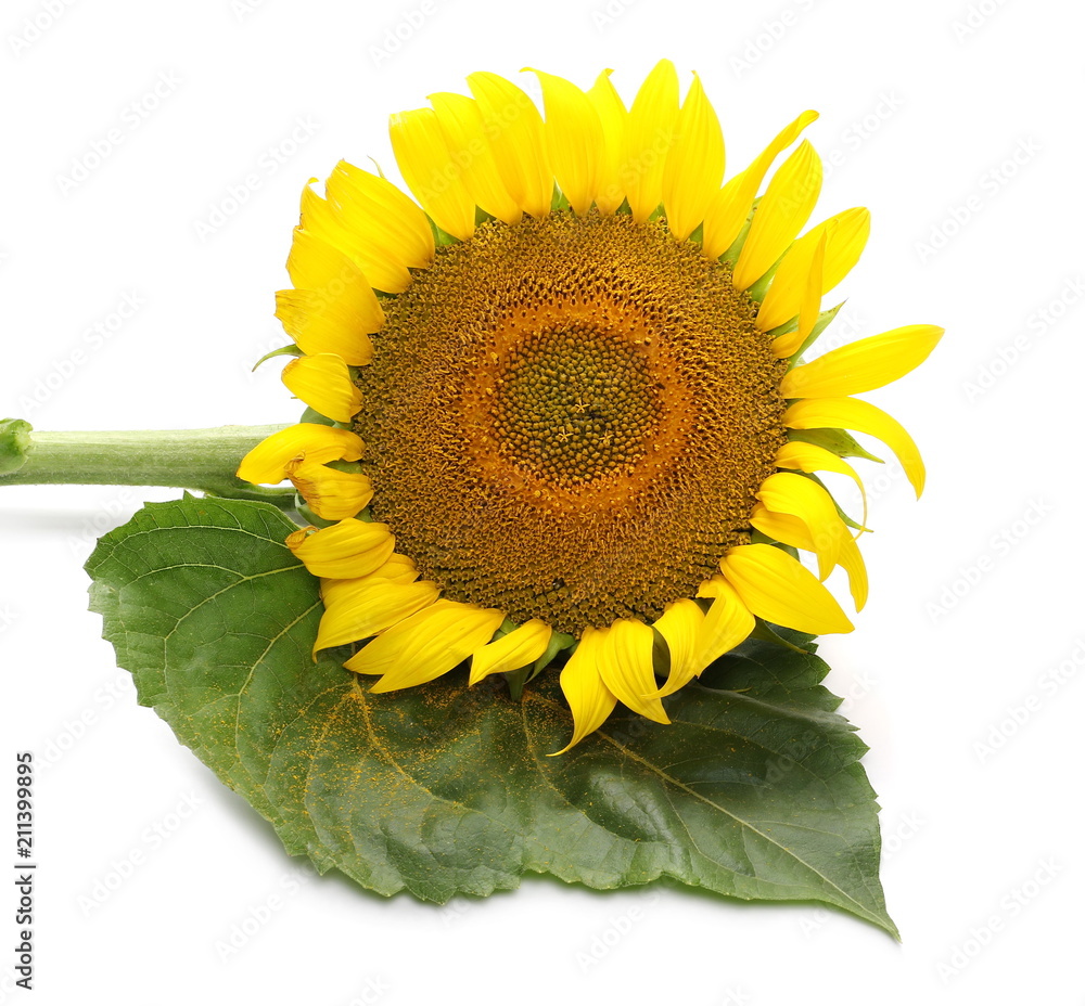 Obraz premium Sunflower isolated on white background