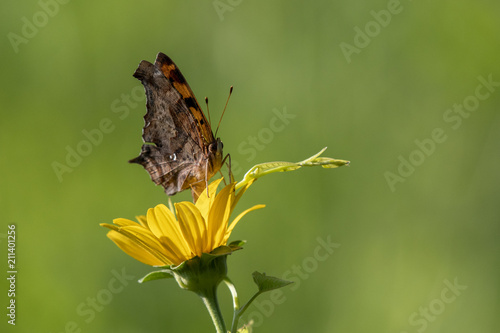 Butterfly Flower 3