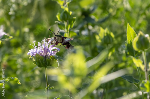 Hummingbird moth flying 3