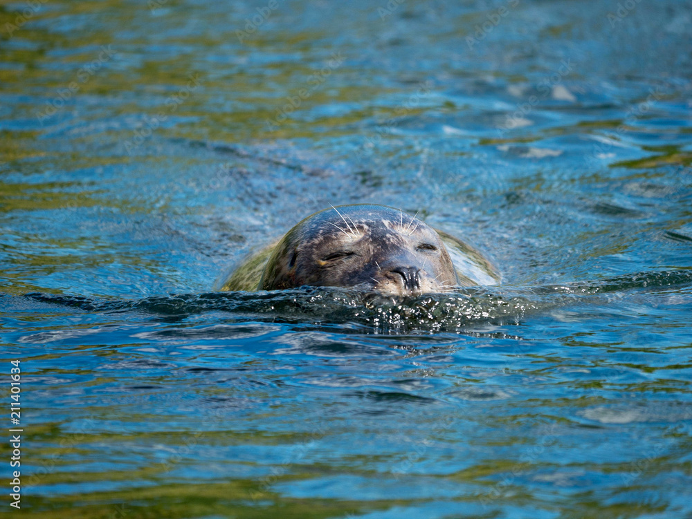 Obraz premium Phoque