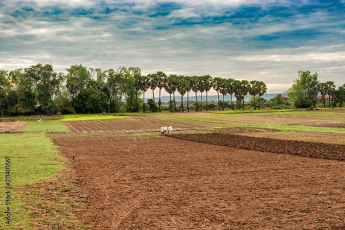 фотографія Peasant in Cambodia using two cattle is plowing rice paddy in Cambodia