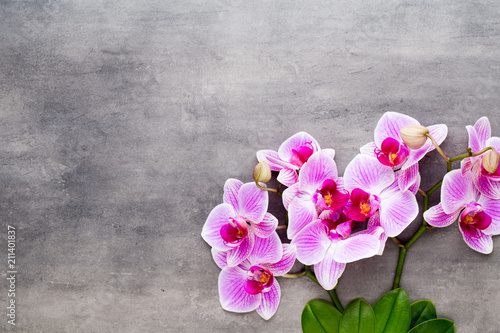 Beauty orchid on a gray background. Spa scene.