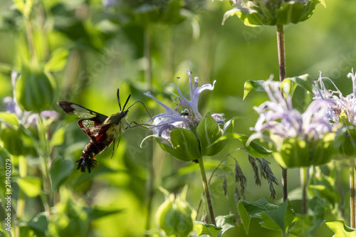 Hummingbird moth flying 2