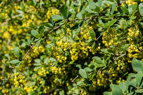 barberry - branches with inflorescences of yellow flowers