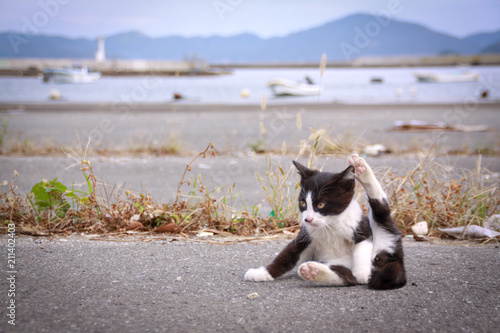 猫島の野良猫たちの生活