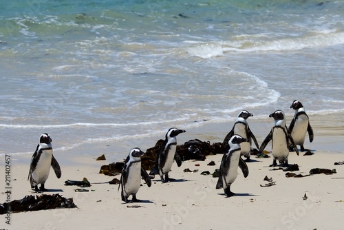 penguins boulder beach cape town