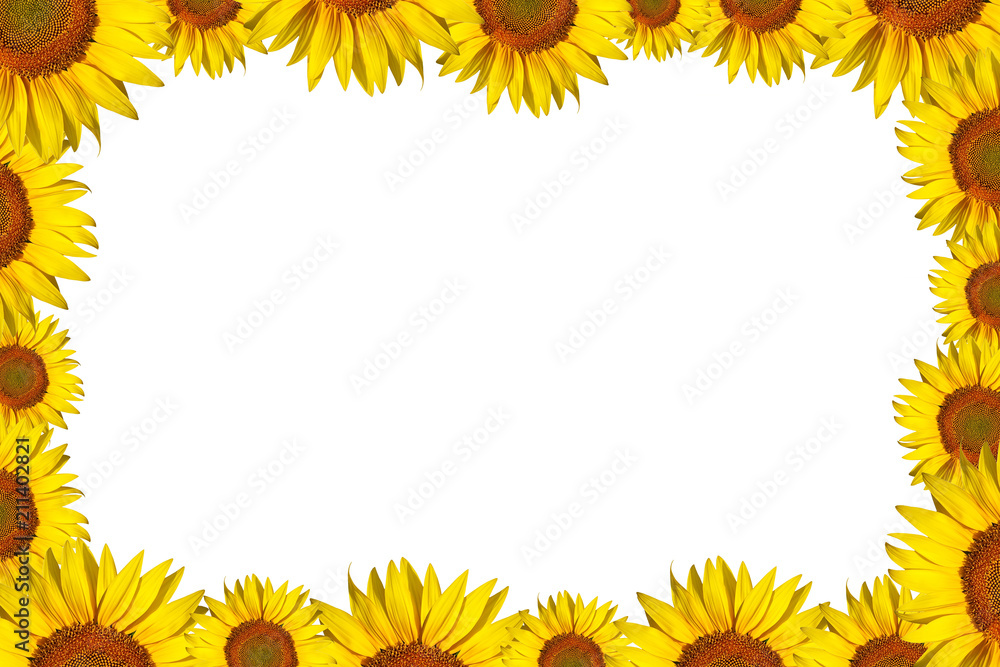 sunflower frame sunflower frame