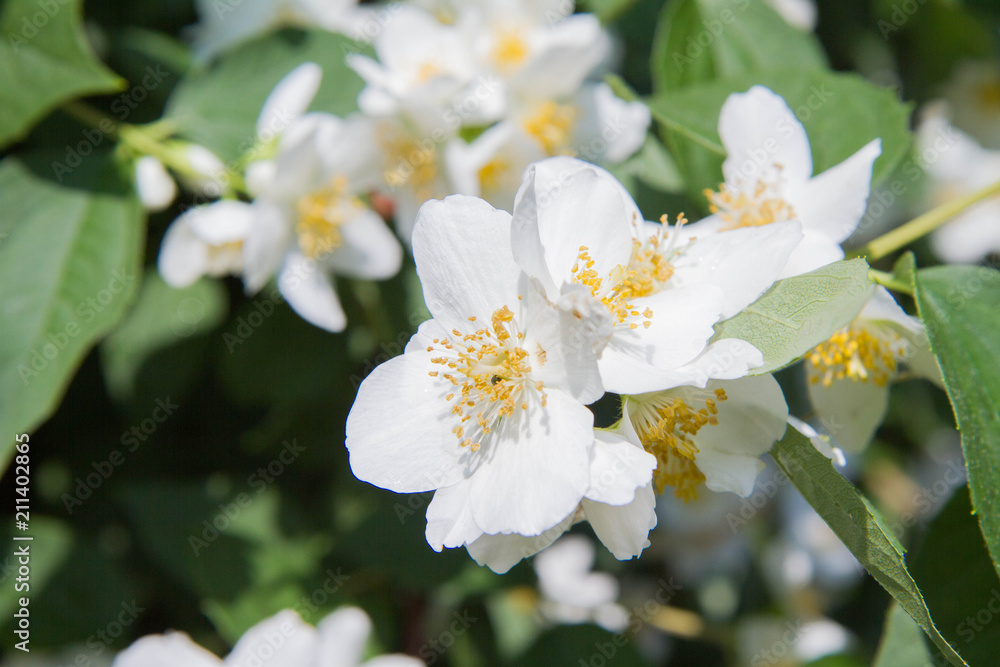 Jasmine blooming white flowers in close up Jasmine blooming white flowers in close up