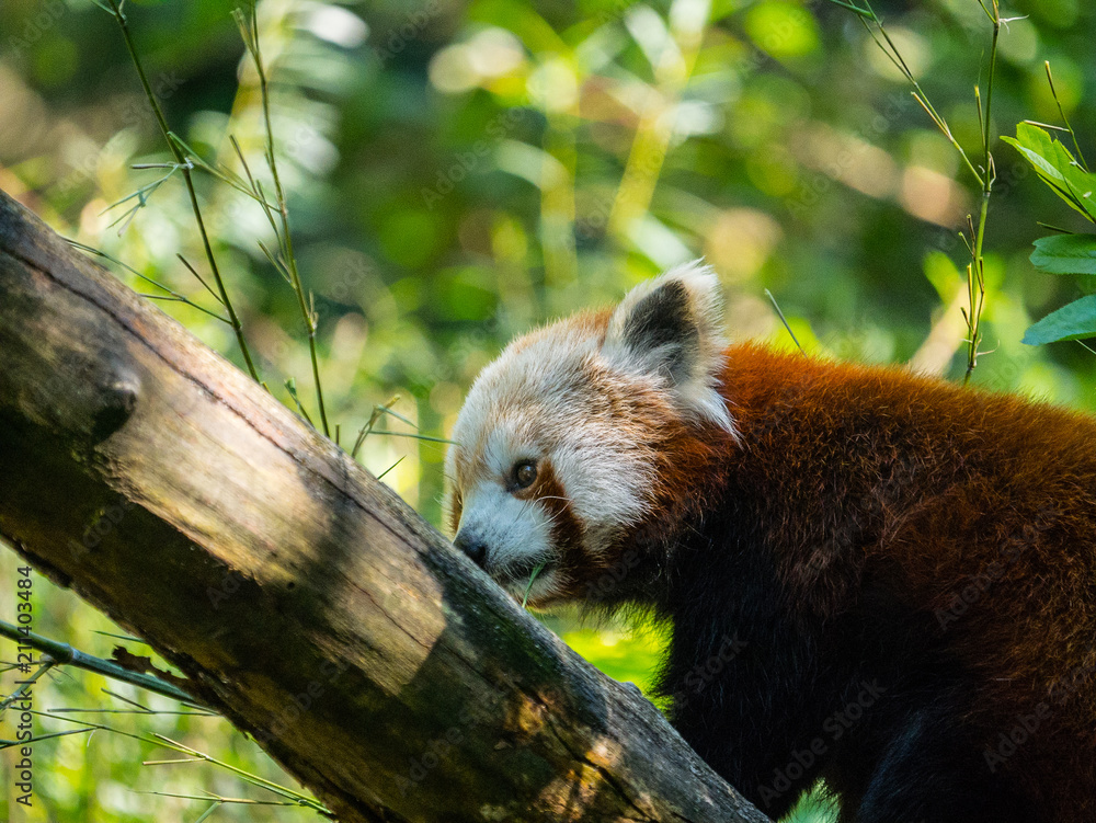 Fototapeta premium Panda roux