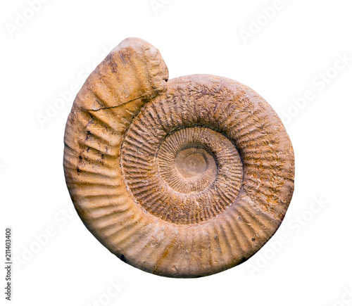 Fossil of Perisphinctes, an extinct genus of ammonite cephalopod from the Late Jurassic period.