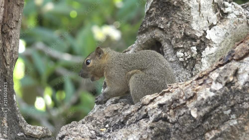 The common treeshrew eats nuts sitting on a tree The common treeshrew eats nuts sitting on a tree