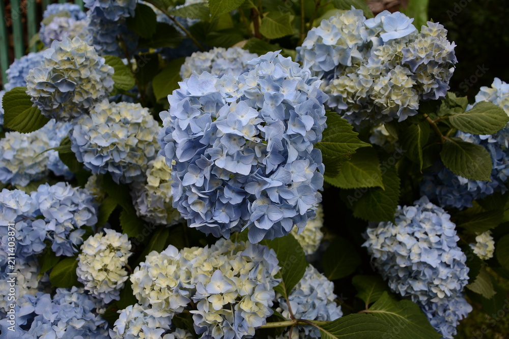 Blue hydrangea garden with green leaves in the garden Blue hydrangea garden with green leaves in the garden