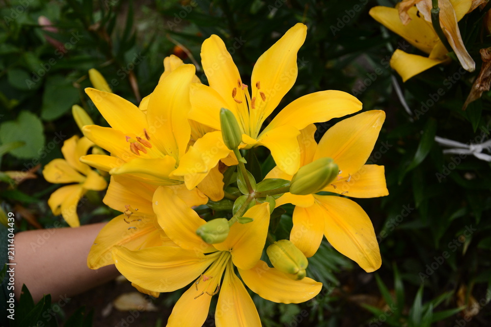 Lily of orange-yellow in flower garden in the summer Lily of orange-yellow in flower garden in the summer