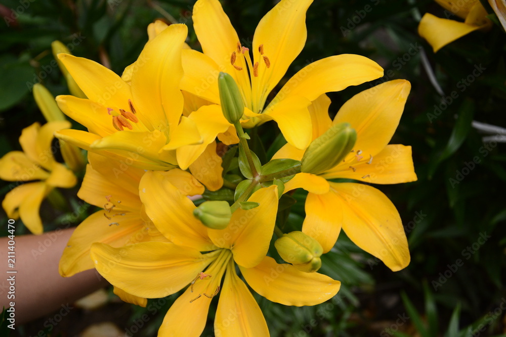 Lily of orange-yellow in flower garden in the summer Lily of orange-yellow in flower garden in the summer