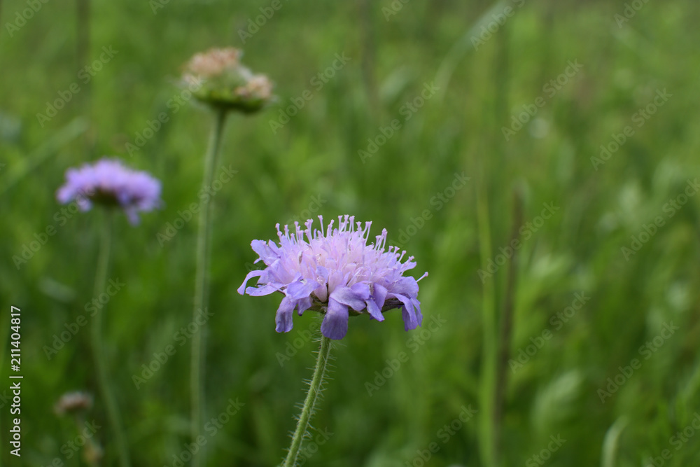 close-up of mauve wildflowers Knautia arvensis on a meadow on a soft blurred green background close-up of mauve wildflowers Knautia arvensis on a meadow on a soft blurred green background