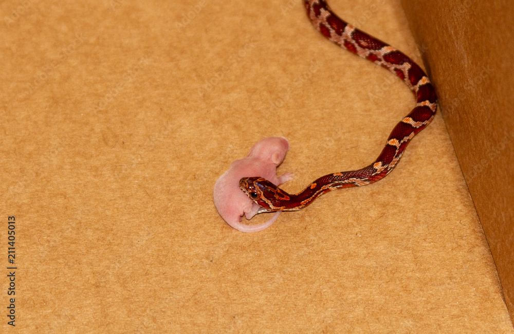 Feeding Pink Mice to a Baby Corn Snake