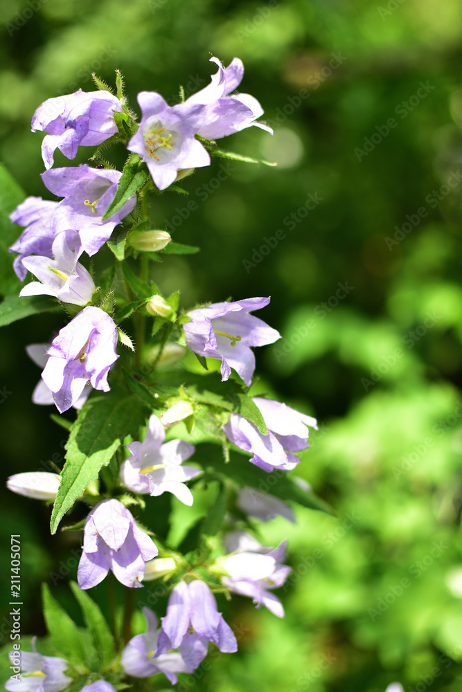 close-up of purple flowers Campanula bells in a summer garden on a soft blurred green background close-up of purple flowers Campanula bells in a summer garden on a soft blurred green background