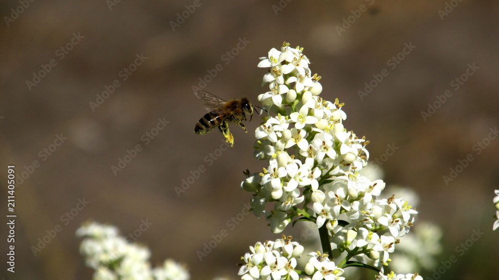 Flying bee near a flower   