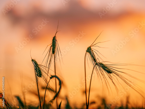 Wheat field with colorful sunset in the background 