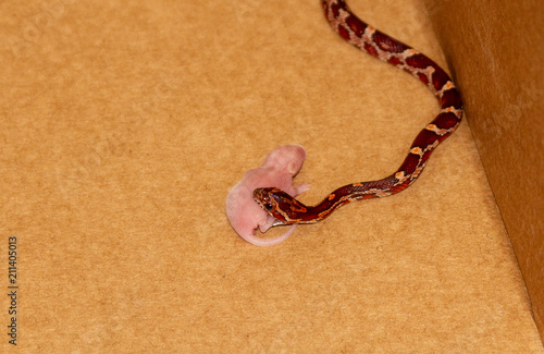 Young Corn Snake Eating Pinky Mouse