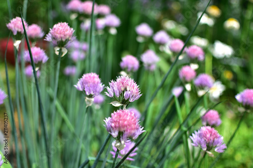 close-up gentle purple and pink flowers Schnitt-onion with buds and arrows on a soft blurred green background © Alla Dmitriuk