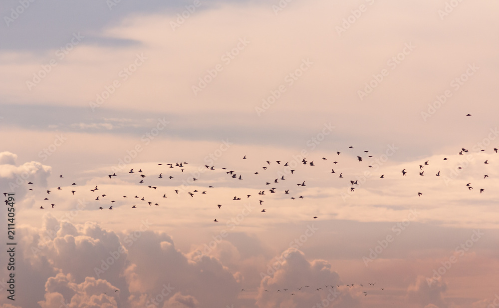 Crowd of birds