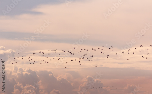 Obraz na płótnie Crowd of birds w salonie