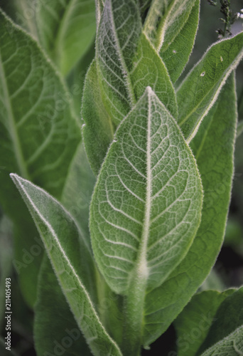 veins on a green leaf