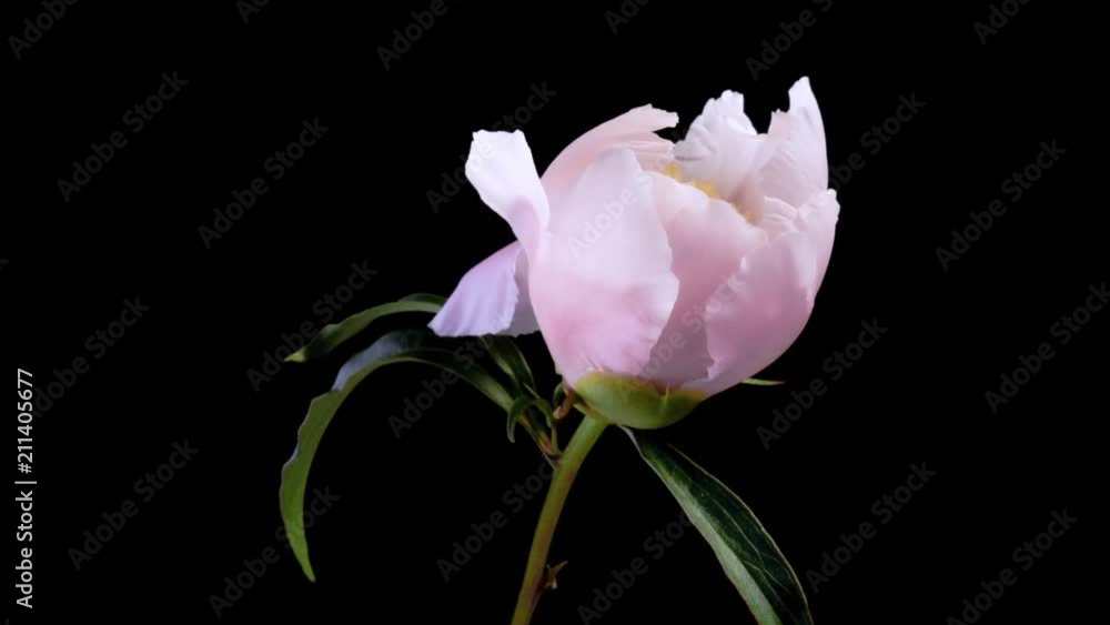 Timelapse of a light pink peony flower blooming on black background Timelapse of a light pink peony flower blooming on black background