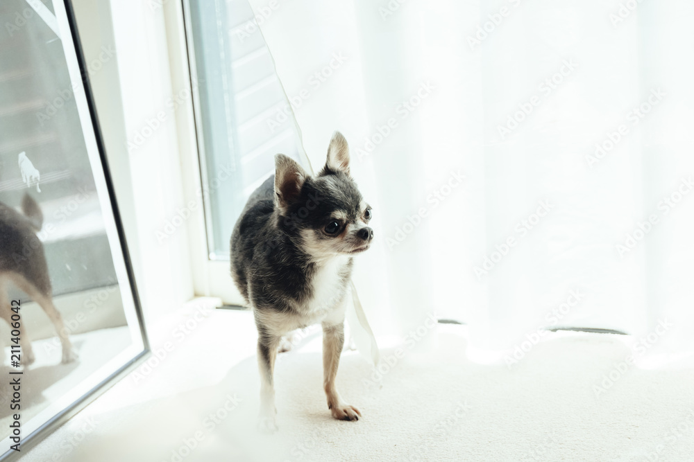 Chihuahua standing in front of the curtain