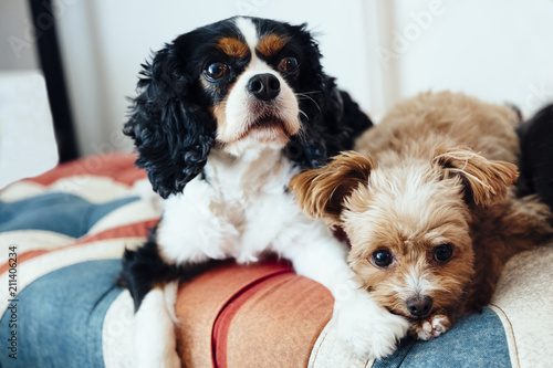 Tableau sur toile Friendly Cavalier and Poodle