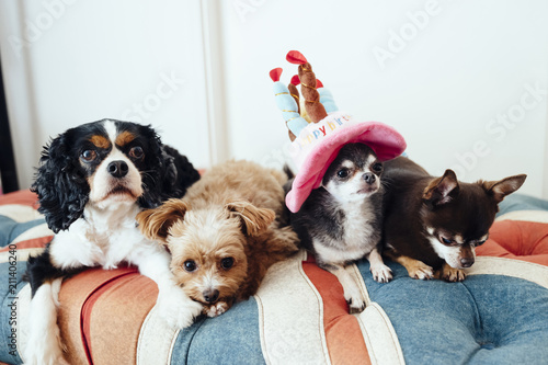 Birthday party with four dogs,Cavalier,Chihuahua,Poodle © gumichan