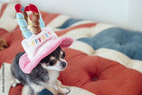 Chihuahua wearing a hat in the shape of a birthday cake is sitting on the couch