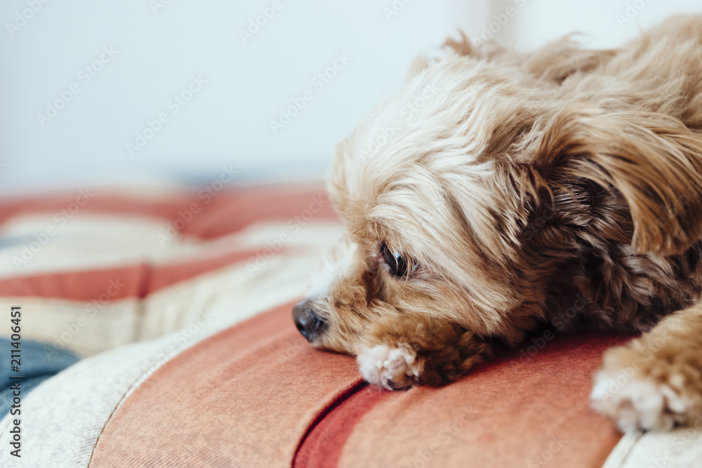 Poodle is relaxing on the sofa Poodle is relaxing on the sofa