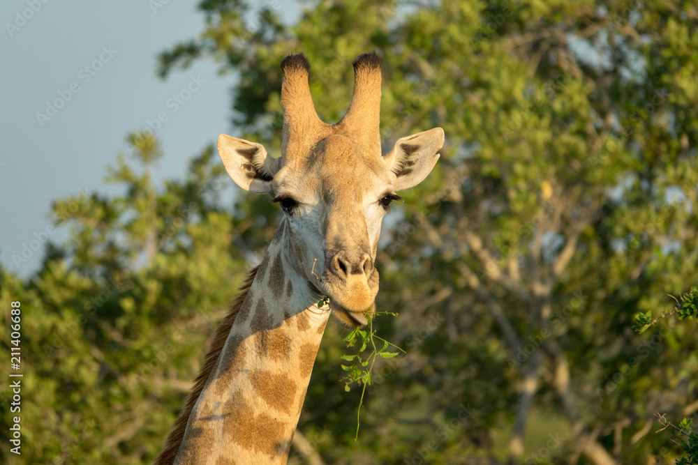 Fototapeta premium Giraffen im afrikanischen Busch