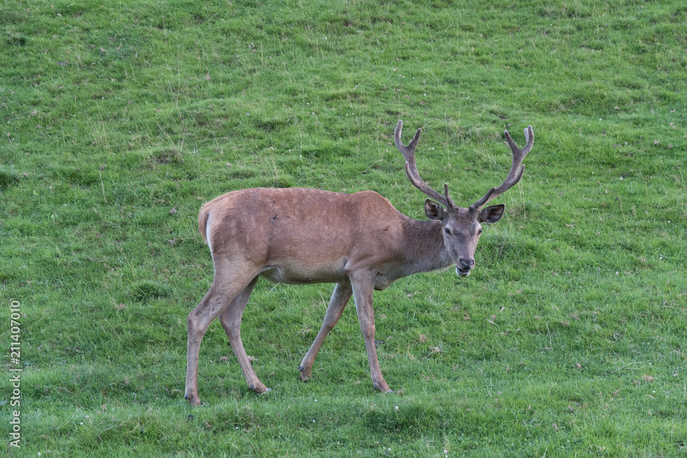 Hirsch Hirsch
