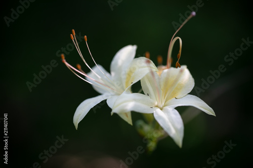 white flowers with black background