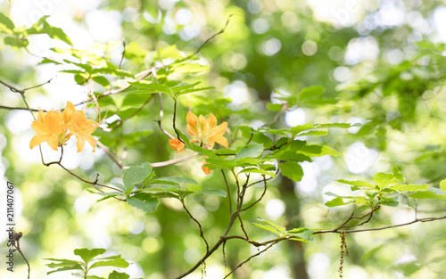 yellow flowers with light green background