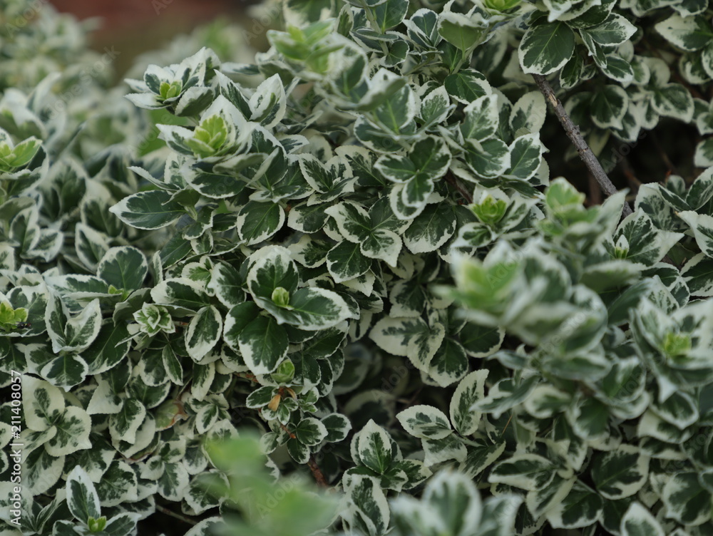 Shrub Shrub