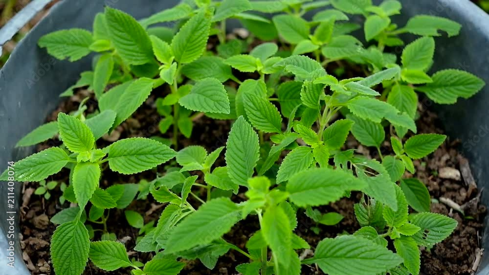 Video of young plant and fresh sapling in the pot, Greenery of young plant and seedling are grow, Group of growing plant and seeding in the pot. Video of young plant and fresh sapling in the pot, Greenery of young plant and seedling are grow, Group of growing plant and seeding in the pot.