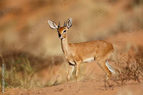 Photos Male steenbok antelope (Raphicerus campestris), Kalahari desert, South Africa