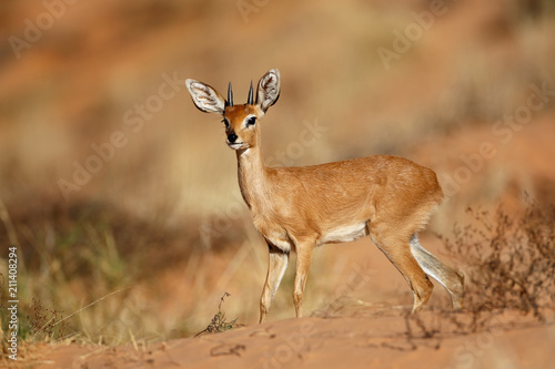 Male steenbok antelope (Raphicerus campestris), Kalahari desert, South Africa. photo