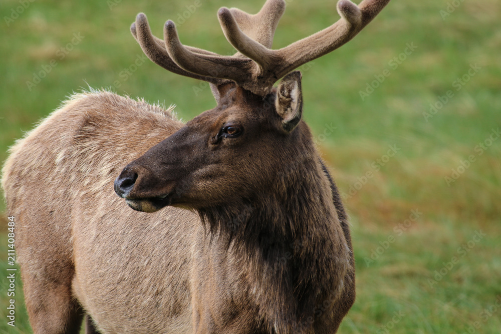 Fototapeta premium Elk