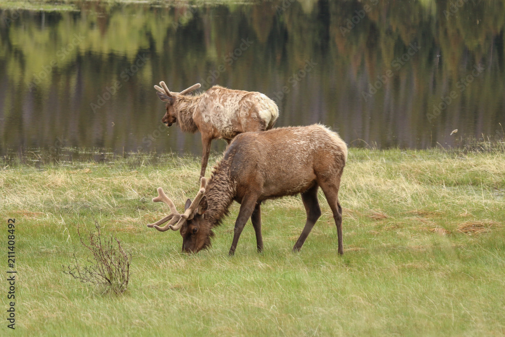 Fototapeta premium Elk