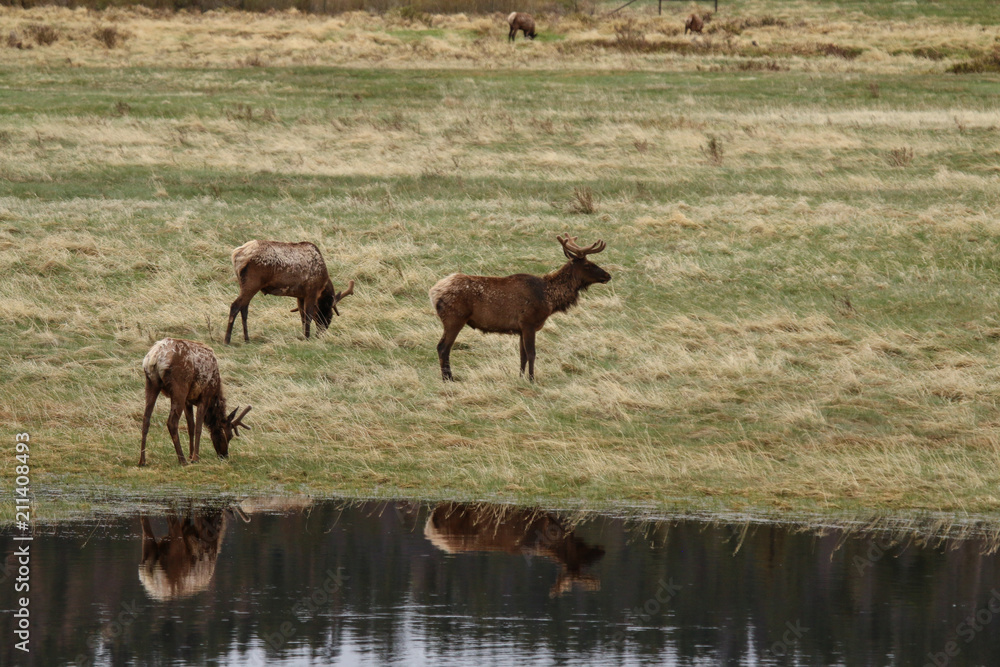 Fototapeta premium Elk
