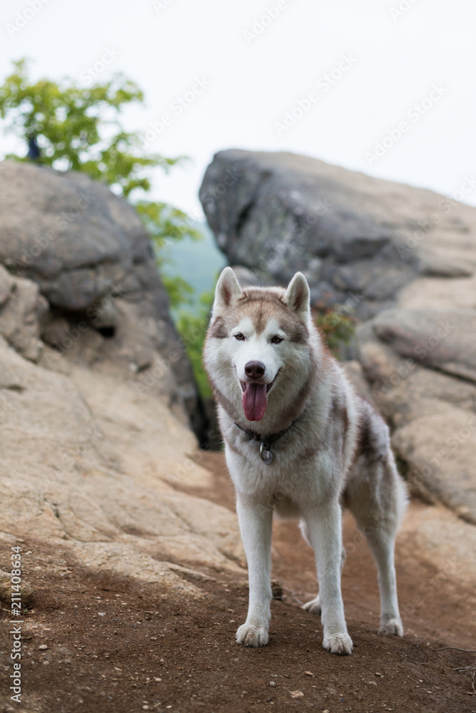 Portrait of Siberian husky standing on the hill on the mountains background. A dog on a natural background.