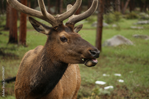 Elk