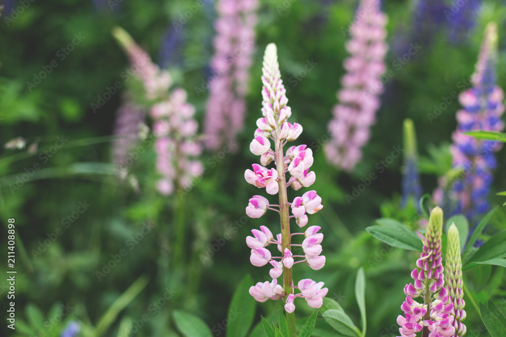 Bright pink Lupinus, commonly known as lupin or lupine is in the meadow. Flower field background Bright pink Lupinus, commonly known as lupin or lupine is in the meadow. Flower field background