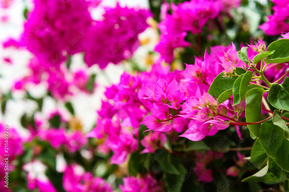Flores Flores